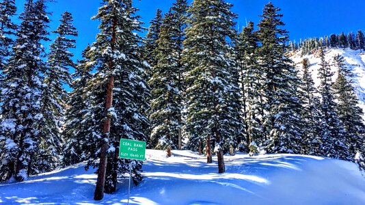 Snow colorado trees photo