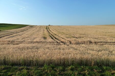 Plant ear field crops photo