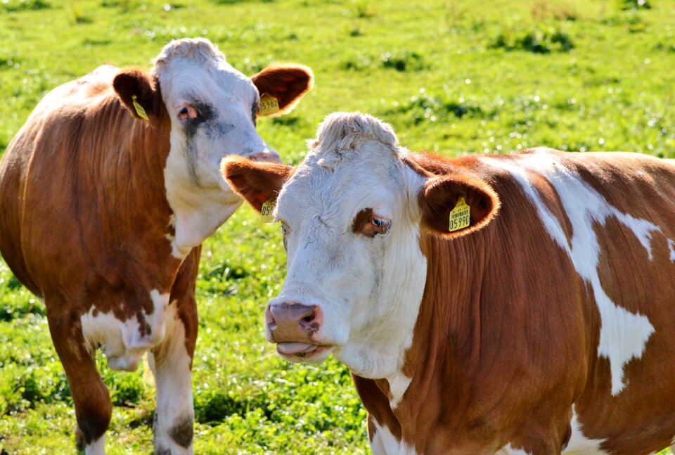 Cattle livestock paarhufer