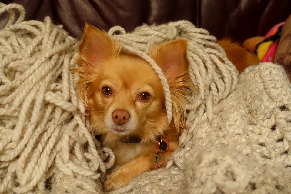 Little cute brown dog