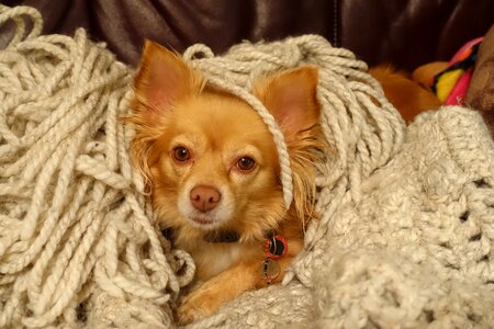 Little cute brown dog photo