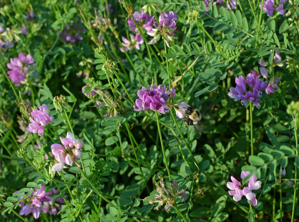 Bloom meadow ground cover