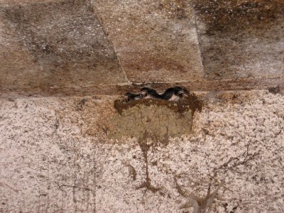 Hirundo rustica rustica nest in the stable photo
