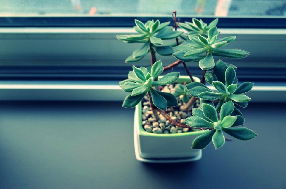 Green office decoration
