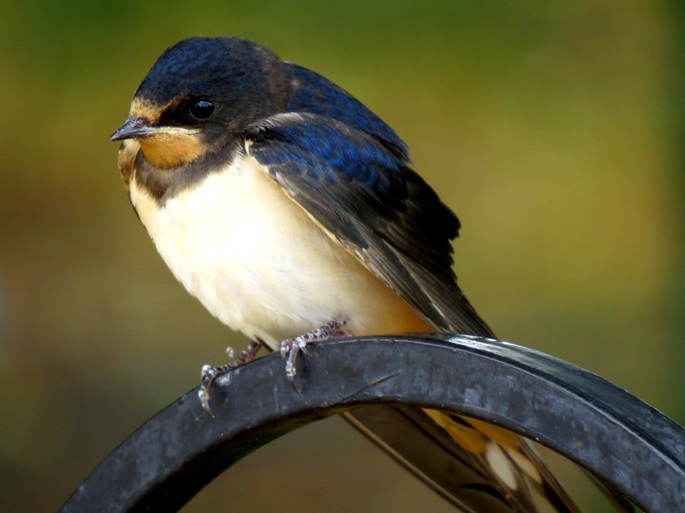 Hirundo rustica Zazymya3