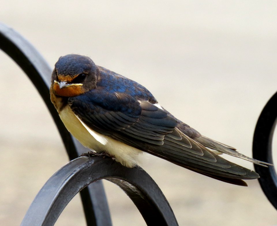 Hirundo rustica Zazymya1