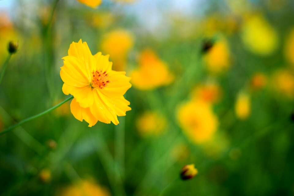 Yellow flowers good weather nature