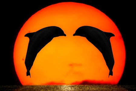 Dolphins sun sunset