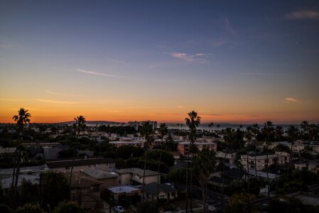 Palm trees summer buildings photo