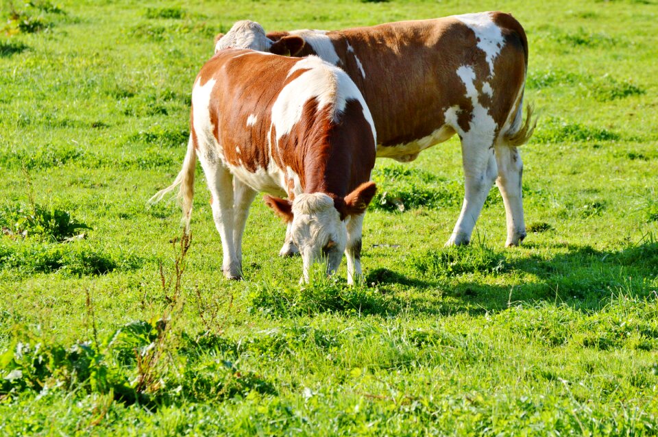 Cattle livestock paarhufer