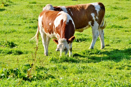 Cattle livestock paarhufer