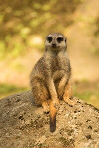 Nature cute meerkat