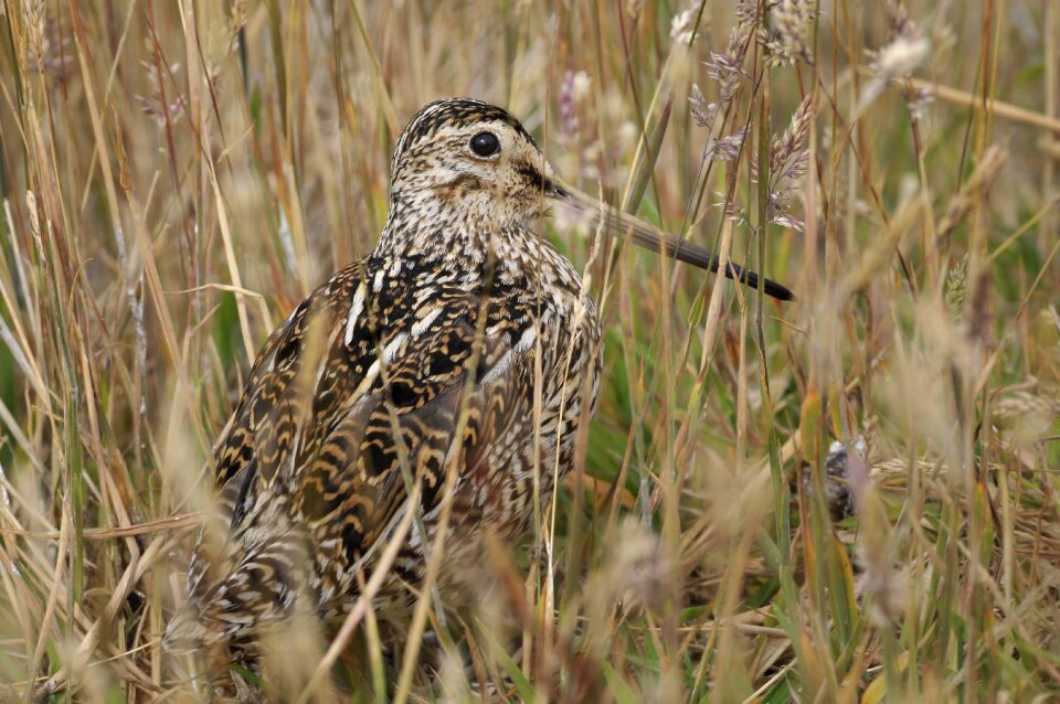 Animal grass marsh