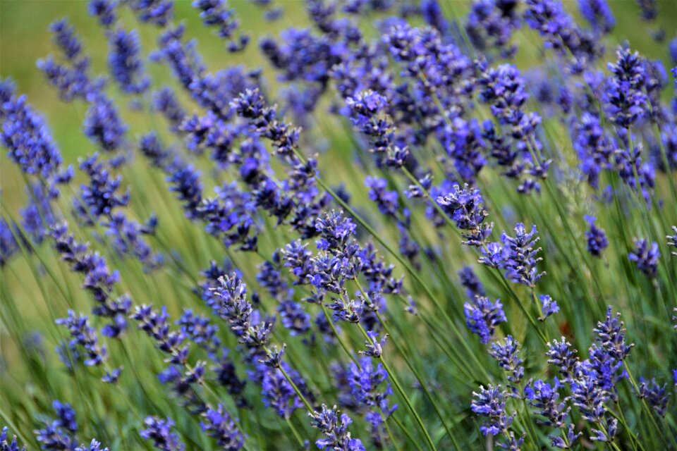Lavender violet summer flowers
