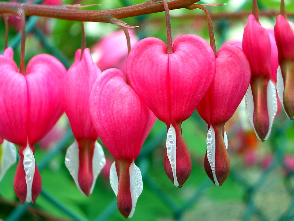 Plant garden bleeding heart