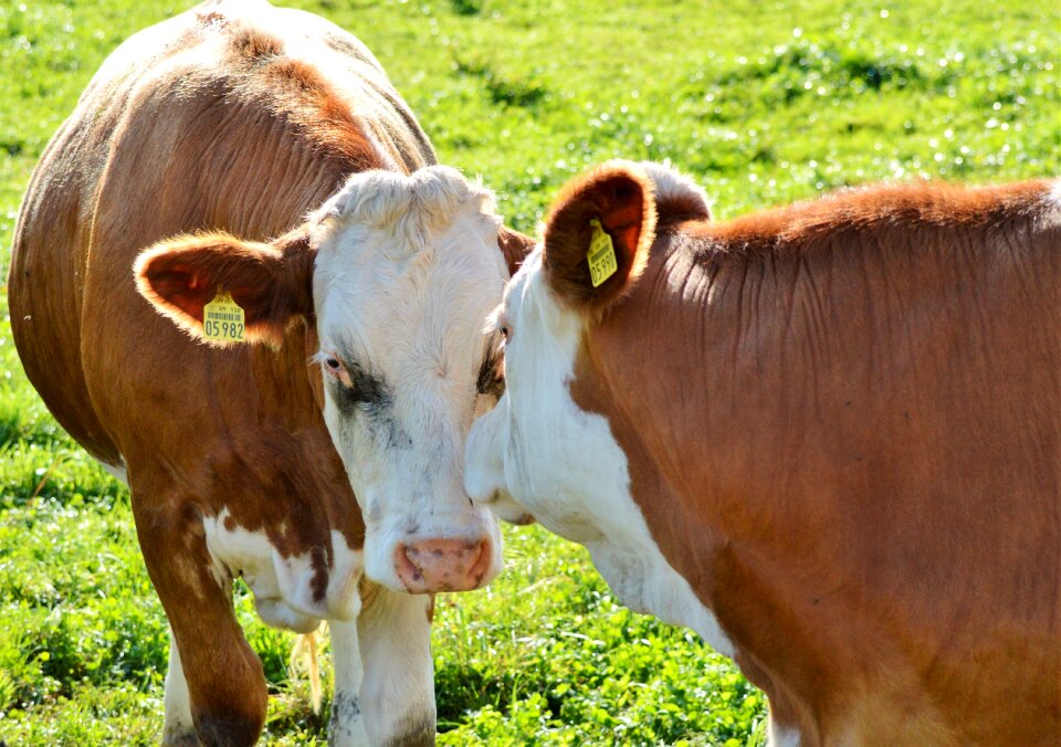 Cattle livestock paarhufer