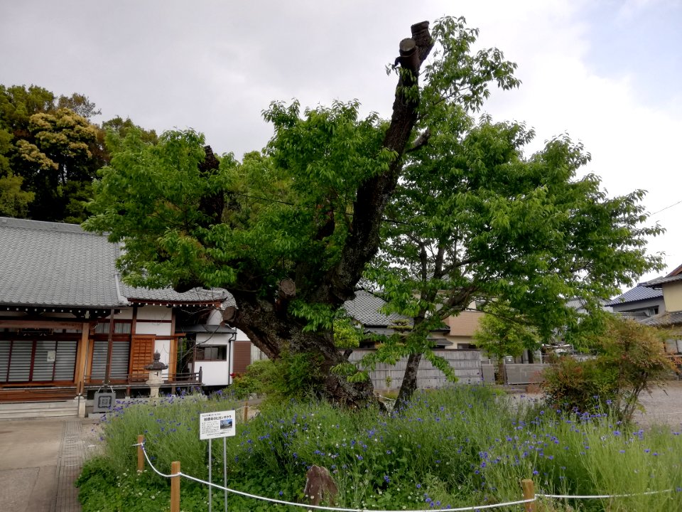 Ichiōzan Myōkan-ji Temple 20210501 03
