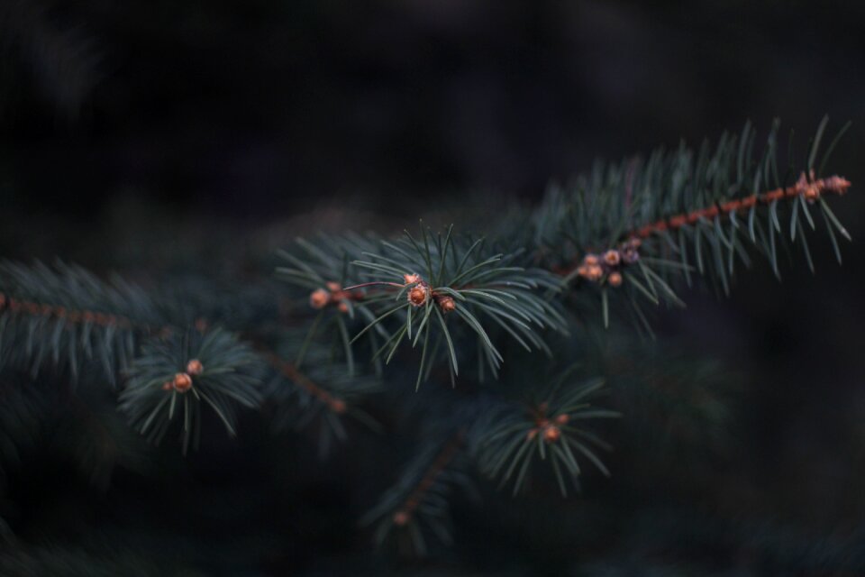 Nature christmas tree forest