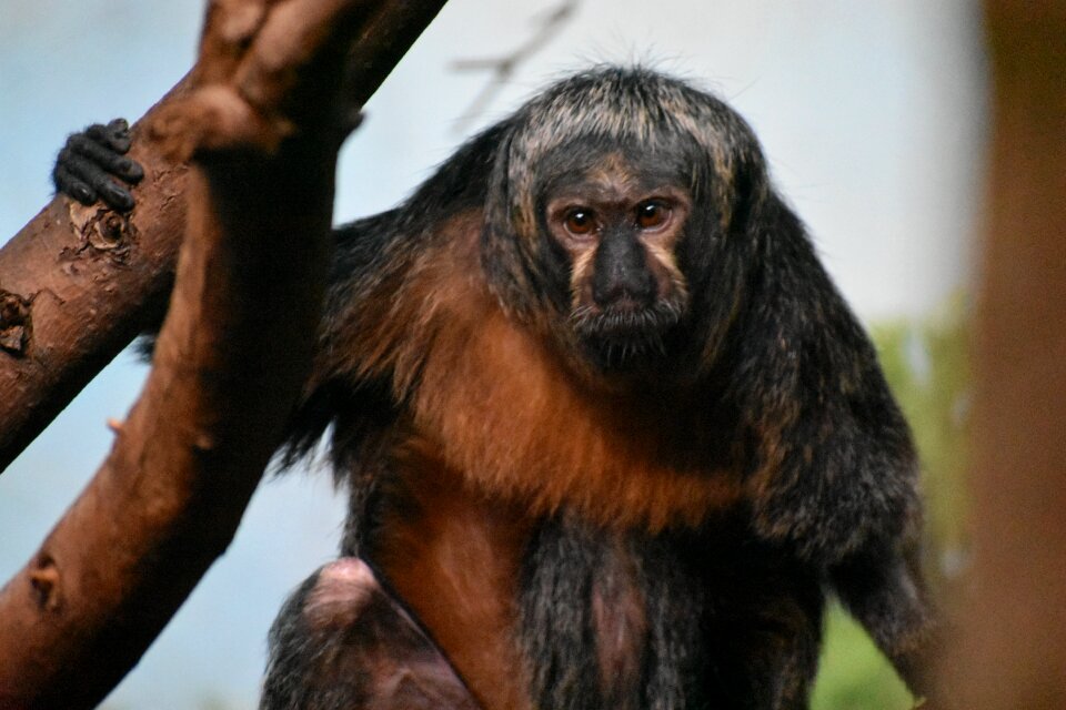 Zoo brown primate