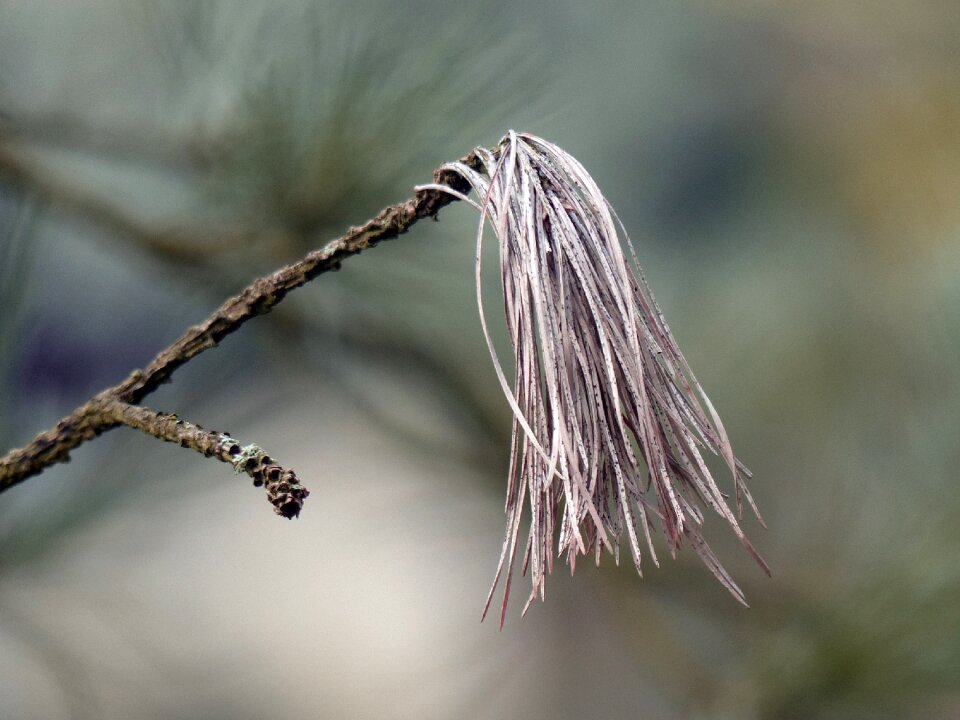 Conifer pointed nature