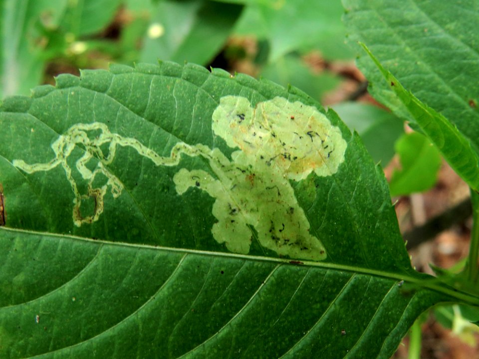 Impatiens parviflora mines1