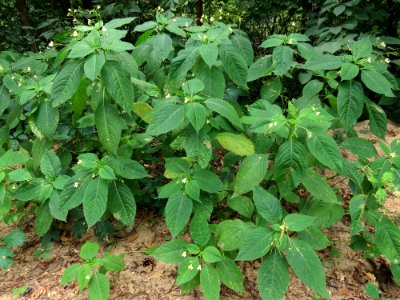 Impatiens parviflora Kiev1