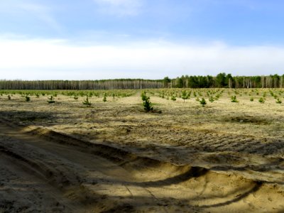 Huta-Mezhyhirska forest nursery1