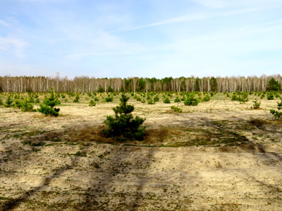 Huta-Mezhyhirska forest nursery2