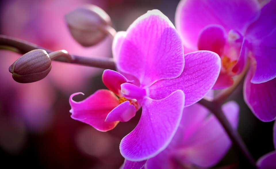 Bloom nature pink