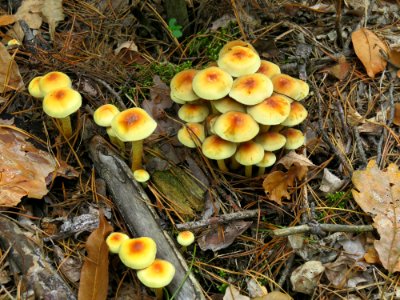 Hypholoma fasciculare Kiev1