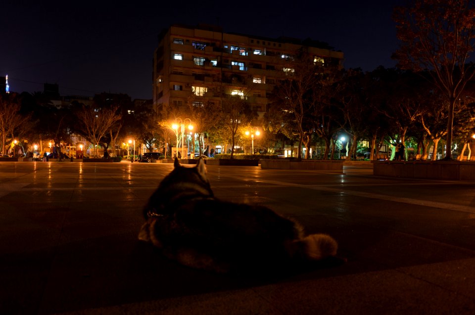 Husky Lying on Minsheng Park Plaza at Night 20151127
