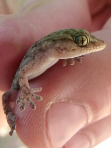 Hand eye hunted