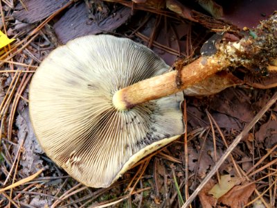 Hypholoma lateritium Kiev2