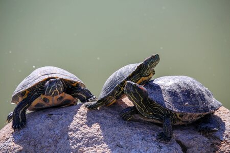 Tortoise shell slow
