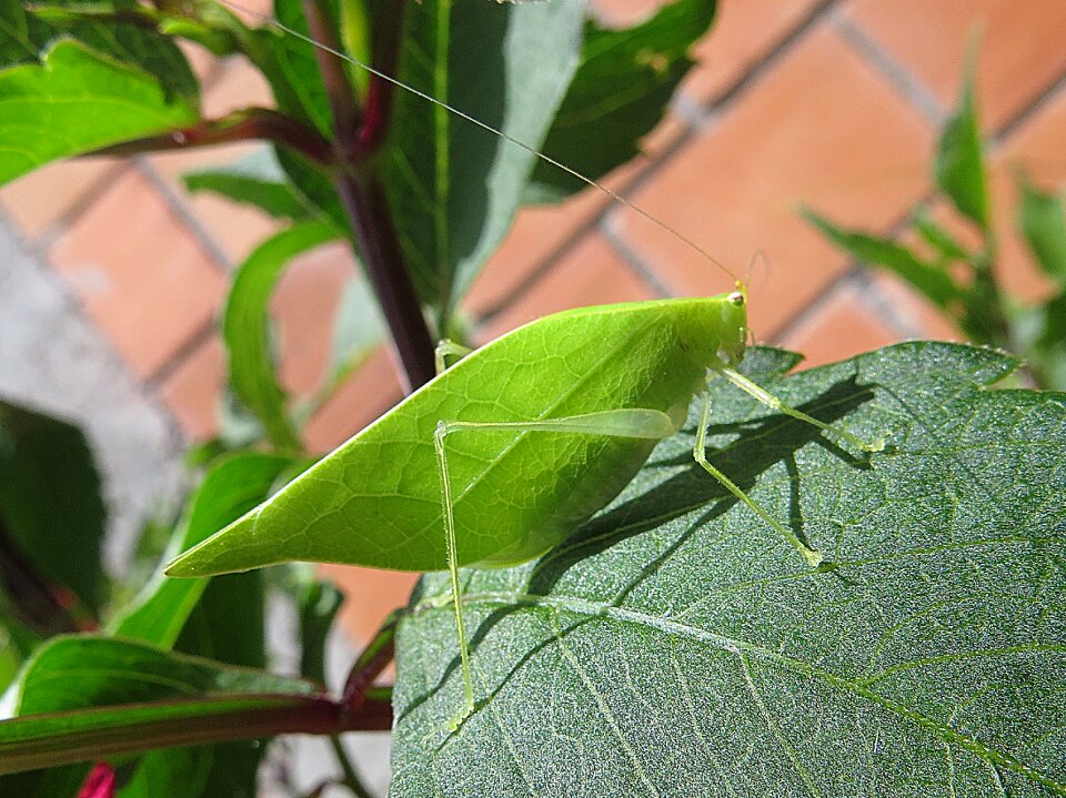 Cricket insect jumper colombia