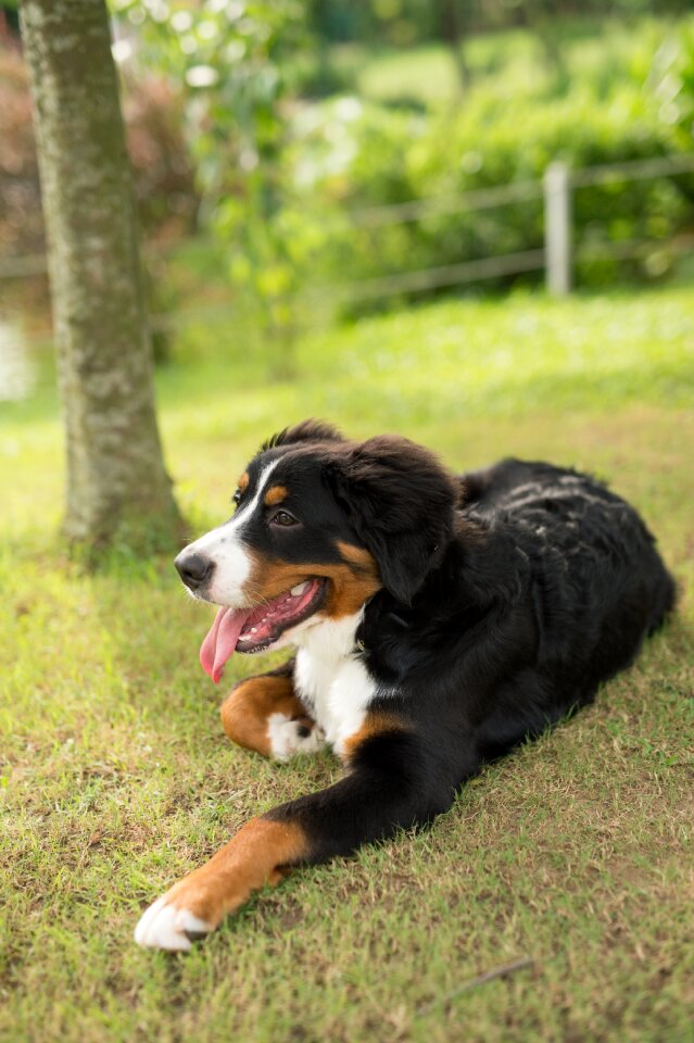 Animal dog bernese mountain dog photo