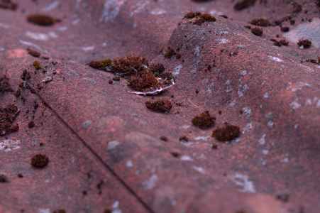 NIND 7D-7 ISO100