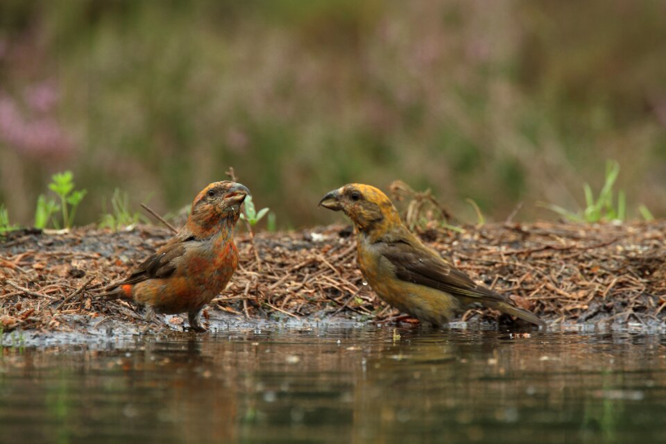 Kruisbekken nature songbirds
