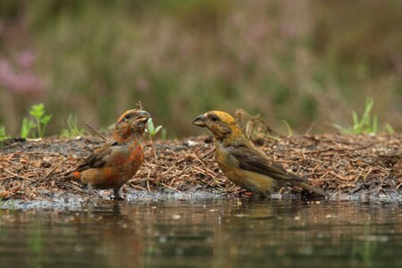 Kruisbekken nature songbirds