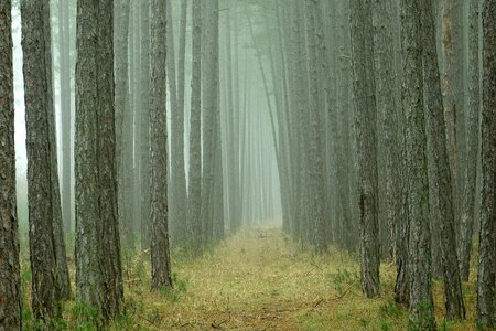 Background pine forest photo