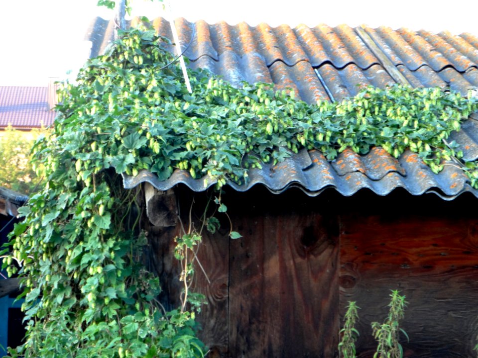 Humulus lupulus on the roof