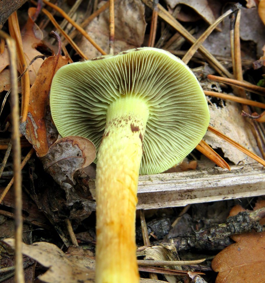 Hypholoma fasciculare Kiev2