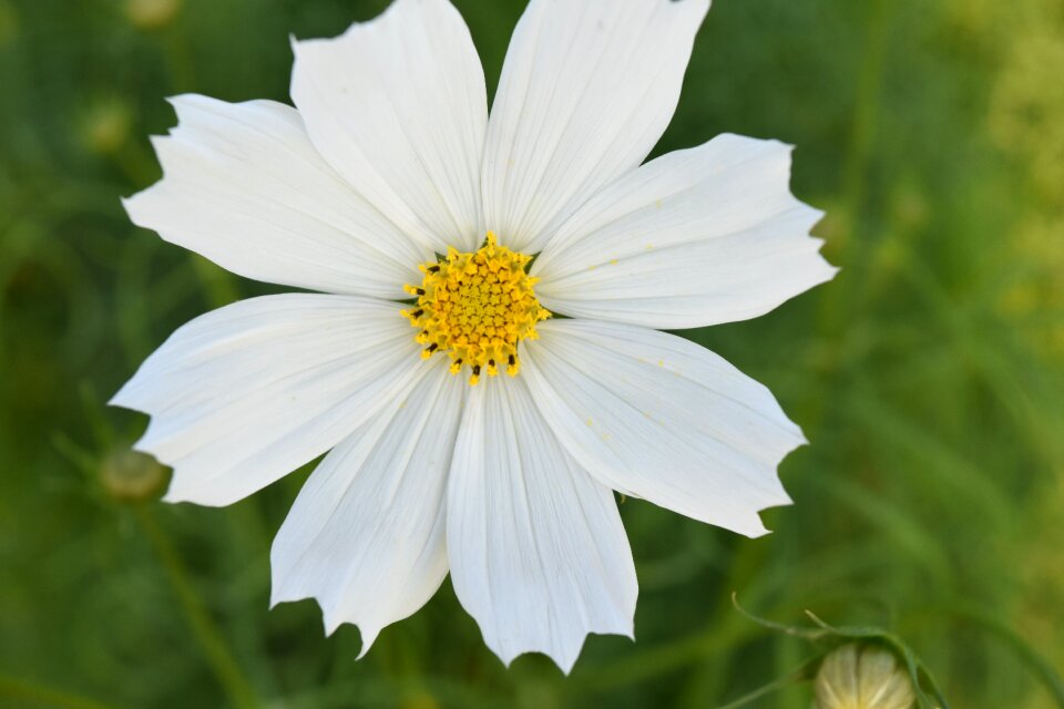 White flower nature wild flower