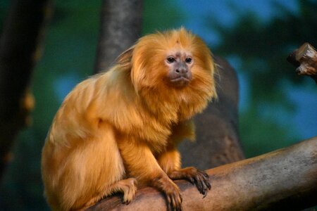 Primate animal mammal photo