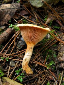 Hygrophoropsis aurantiaca Kiev2