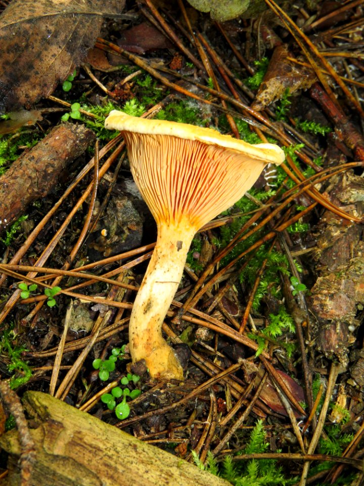Hygrophoropsis aurantiaca Kiev1