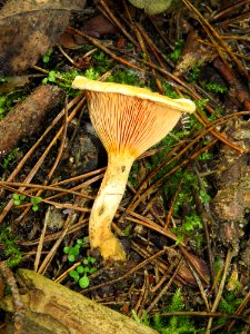 Hygrophoropsis aurantiaca Kiev1