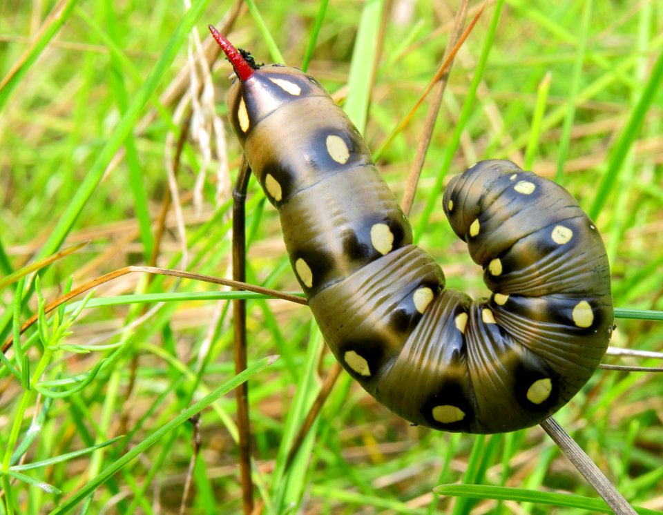 Hyles gallii Kiev2