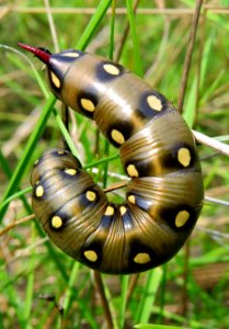 Hyles gallii Kiev1