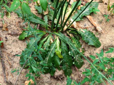 Hypochoeris radicata Kiev1